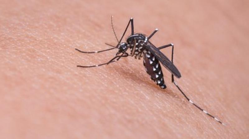 The study may lead to future breakthroughs in combating destructive tropical diseases like dengue fever, Zika virus and yellow fever. (Photo: Pixabay)