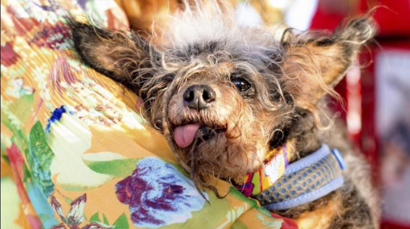 Scamp the Tramp wins world\s ugliest dog contest