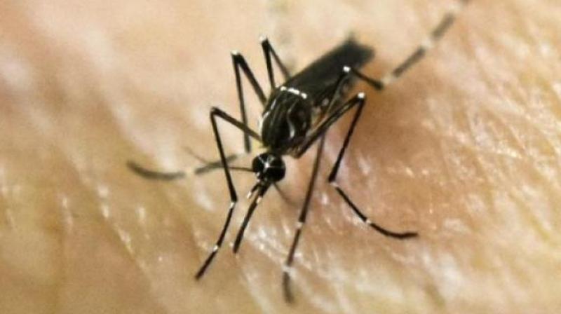 A five-member team, which is collecting details of the 17 dengue deaths in Bonakal mandal. (Representational image)