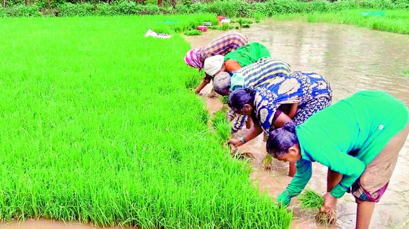 Paddy cultivation may touch 113 per cent in Khammam