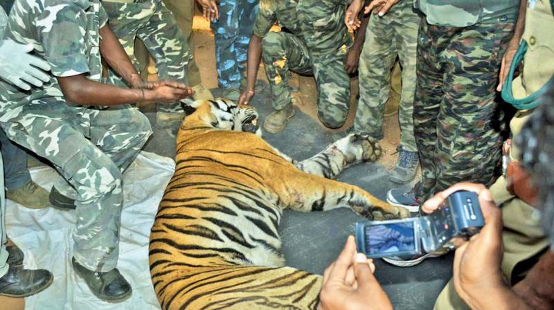 File photo of Woodbriar man-eater tiger which was gunned down in March (Photo: DC)