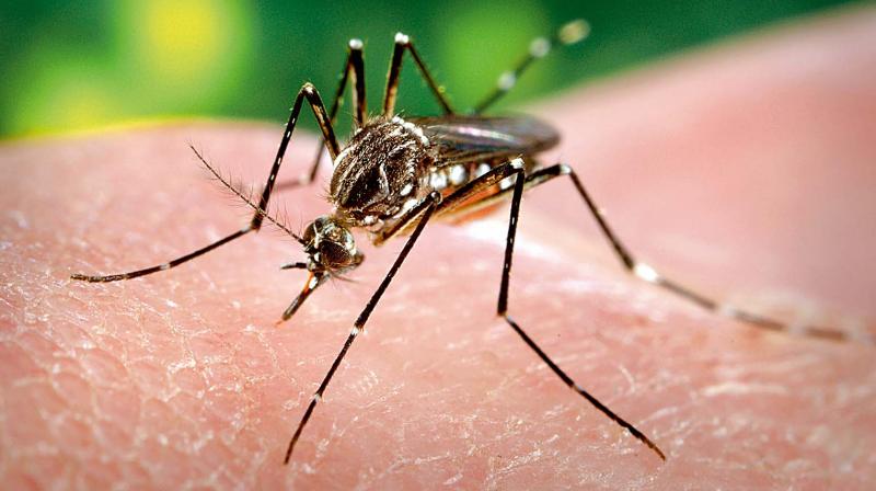 Dengue virus is rampant