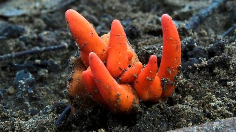 Worldâ€™s deadliest fungi now found in Australia