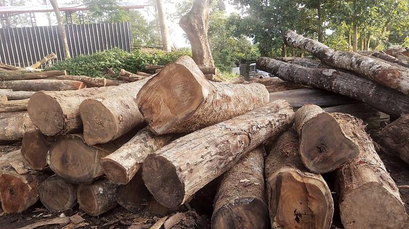 Probe into illegal tree felling in Nilgiris urged