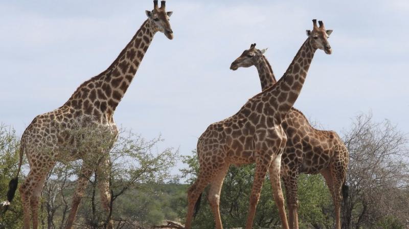 CITES says the population of wild giraffes is actually much smaller than that of wild African elephants. (Photo: AP)