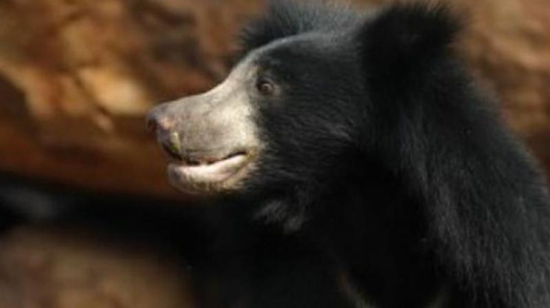 Visakhapatnam: In search of cub, bear attacks four men