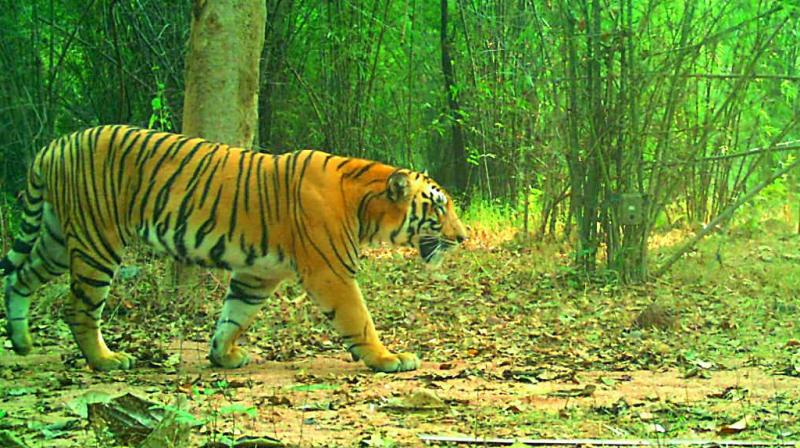 However, with the efforts of the forest department in controlling the human and cattle movement in the reserve has resulted in the visit of the tiger.