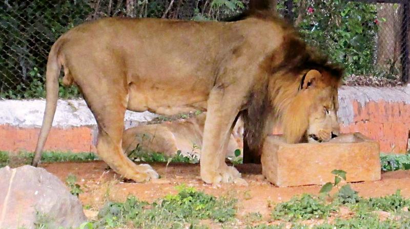 Gujarat: Lions will be tracked using radio collars in Gir forest
