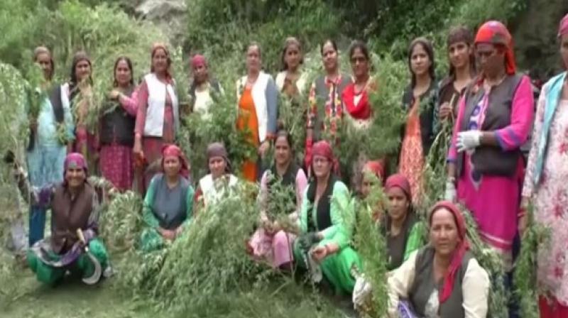 Women of Dakolad village of Himachal destroying cannabis plants to combat drug menace