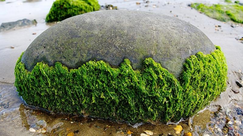 The problem with using algae for biomass has always been the amount of energy it takes to pull the lipids or biocrude from the watery plants. (Photo: Representational/Pixabay)