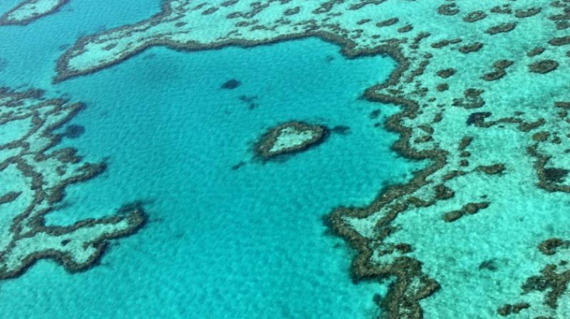 Great Barrier Reef agency breaks with Australia govt in climate warning