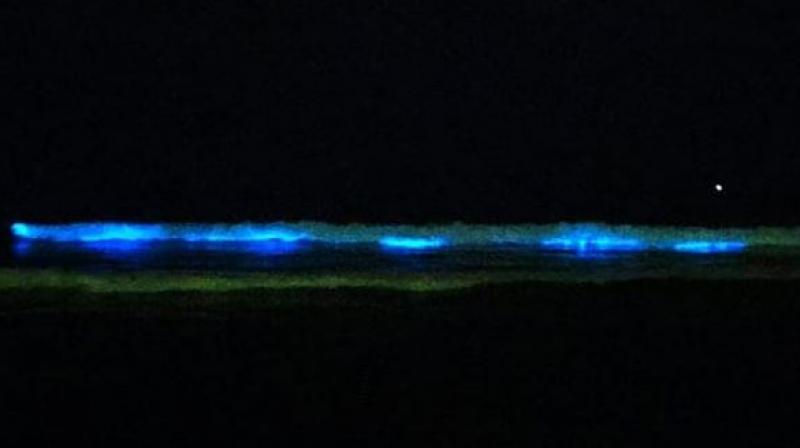 According to marine experts, the blue glow in water is known as bioluminescence.  (Photo: Twitter)