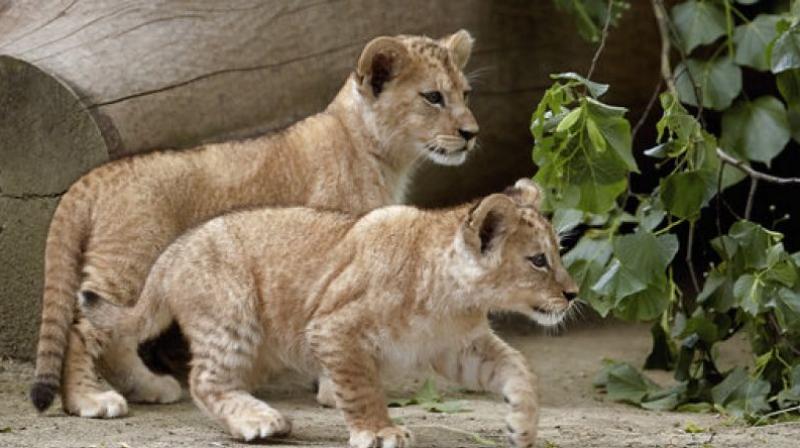 The year-old female lion cub in Nehru zoological park, named Mahismati because her birth closely coincided with the release of Baahubali.