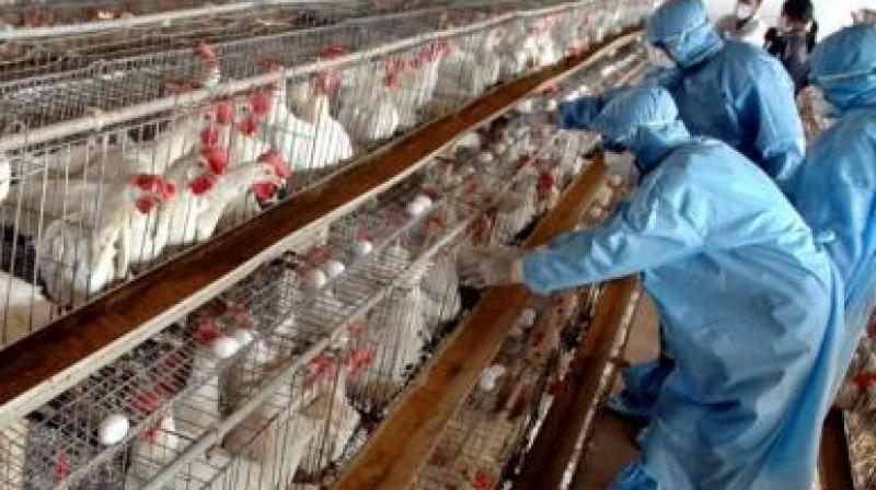 Birds in Delhi, Gwalior (Madhya Pradesh) and Kerala have tested positive avian influenza AH5N8, which according to the World Health Organisation (WHO), is considered less risky of being transmitted to humans. (Photo: Representational Image)