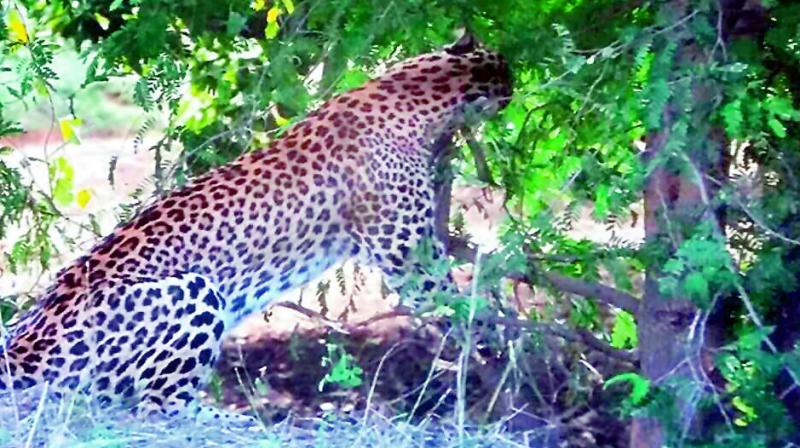 The panther that was caught in a trap in Perumallapalli village in Bangarupalyam mandal on Wednesday. (Photo: DC)