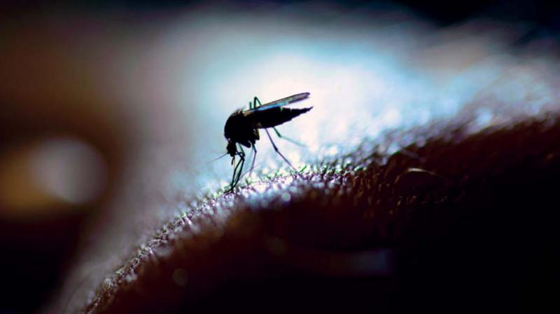 Civic apathy breeds dengue, Bengaluru city feels the sting