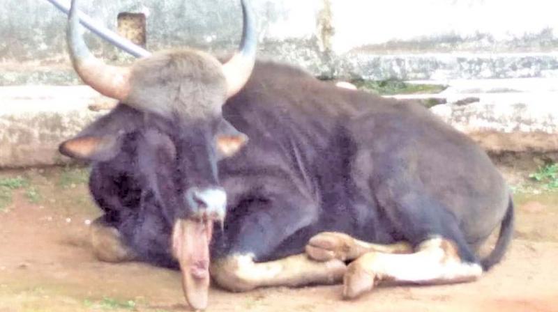Ailing gaur cries for help in Wellington