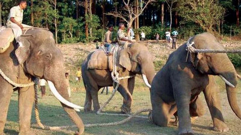 Dozens of people have lost their lives and many have been injured in elephant attacks in Sakleshpur and Alur taluks of Hassan over the years.