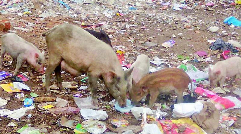 Local resident Nayeem Gouri complained that some persons were secretly involved in pig farming in the interiors of the Bojagutta Hindu graveyard without taking permits for the authorities concerned.
