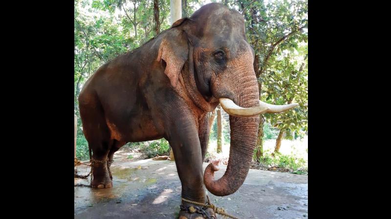 Peelandi bad name for elephant!