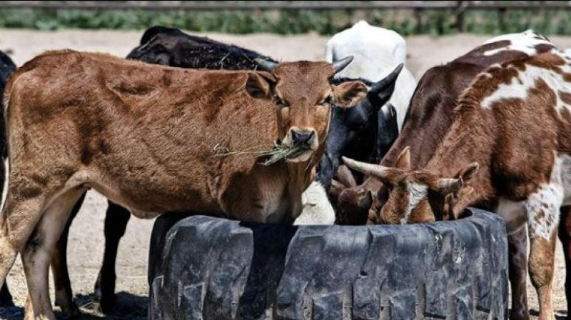 They snatch away cattle from the owners and shift them to cow shelters. (Representational Image)