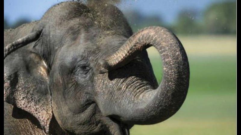 The death of a captive elephants in the state seems to have become as much a non-event as the death of a stray on a busy road.