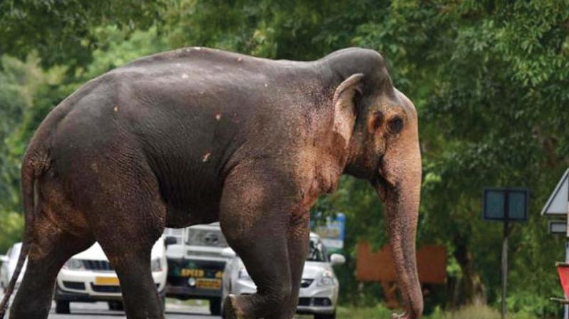 Hyderabad: Busy elephants have low fertility