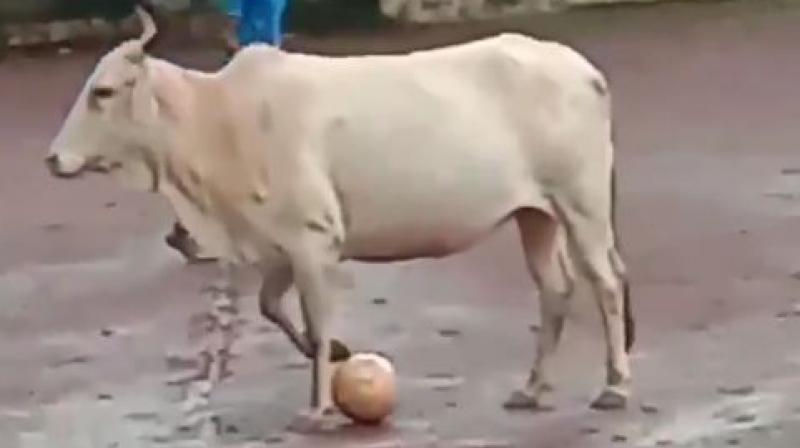 The cow had recently lost her newborn calf. It was hit by a vehicle on the road a few days back and the calf eventually succumbed to its injuries. (Photo: Screengrab)
