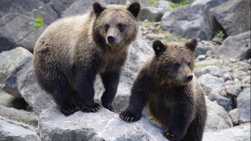 Couple discovers bear cubs soaking in a hot tub