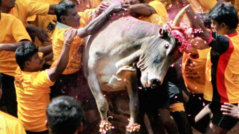 Bull-taming sport, Jallikattu (Photo: PTI)