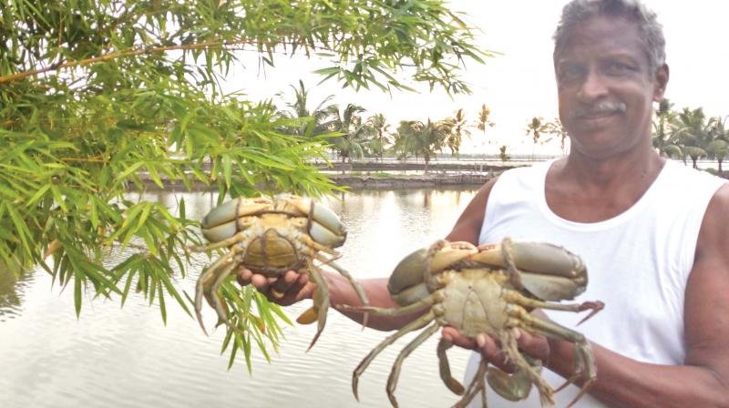 Crabs fly high, rain gold on Kadamakkudi farmers