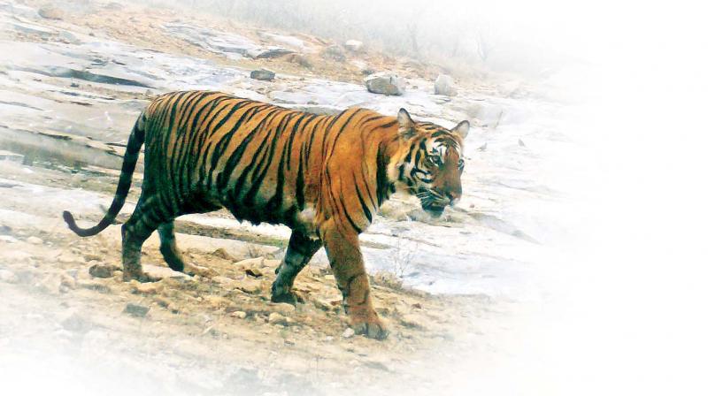 Ooty: 35-40 Per cent  increase in tiger population in Nilgiris