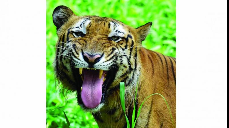 Good news on tigers