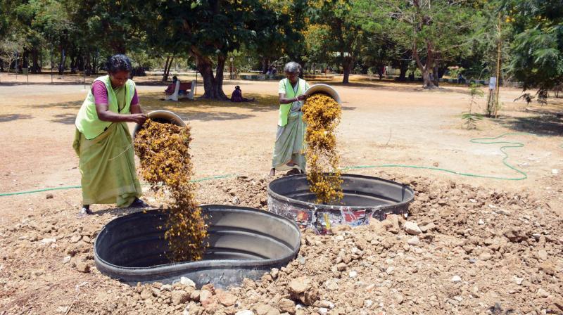 Chennai Corporation turns its dry leaves into great manure