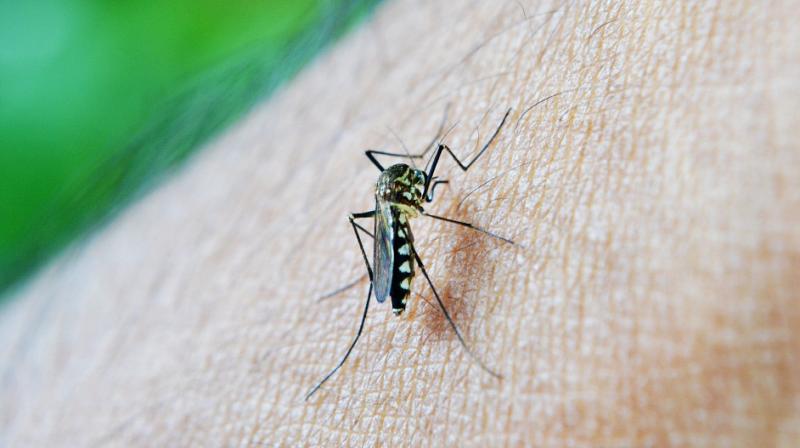 Warmer climate can lead to rise in malaria infection