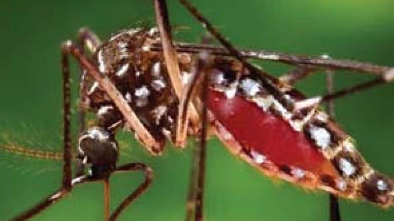 Kochi:  Health officialsâ€™ warning against ediz mosquitoes`