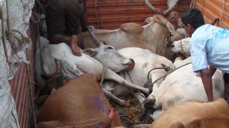 Telangana High Court puts tab on cattle transport