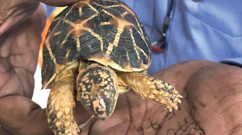 One of the  tortoises seized by the DRI in Bengaluru on Sunday  (Photo: DC)