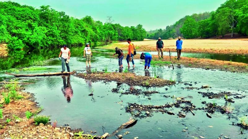Warangal: Forest department carry water hole census
