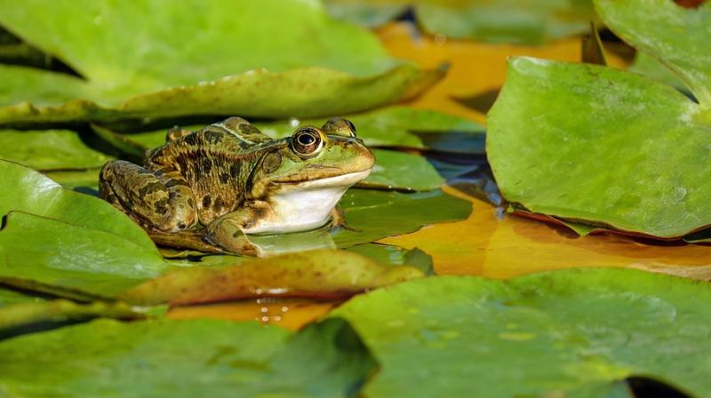 Fatal disease infecting frogs globally