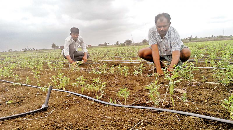 Farmers monitoring watering of plants through drip cables