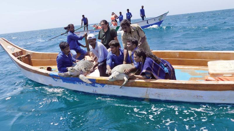 Volunteers release turtles Purnavi and Besant into the sea off Neelankarai beach on Sunday. (Photo: DC)