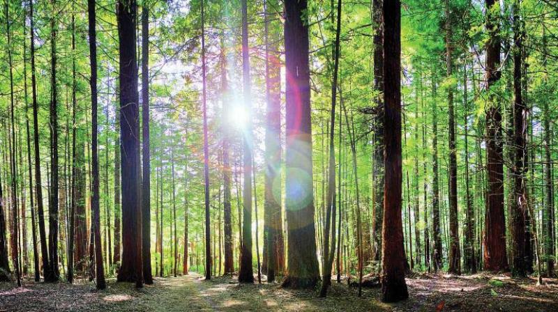 Reforestation most effective against climate change