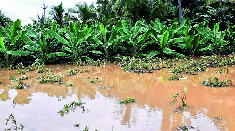 Vijayawada: Rains help farm works to speed up in kharif season