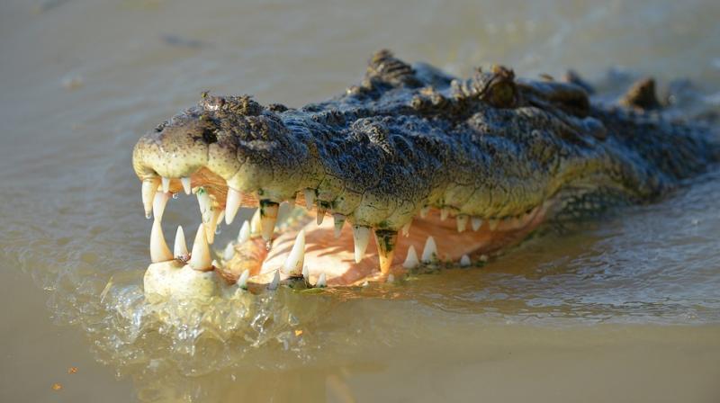 Crocodiles are common in Australias north where numbers have increased since the introduction of protection laws in 1971. (Photo: Pixabay)