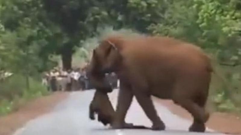 Watch: Grieving elephants take part in \funeral procession\ of dead calf