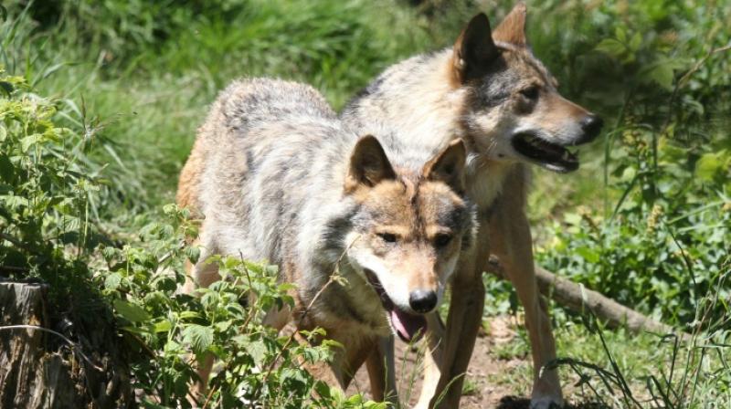 Wolves have exceeded threshold to resist risk of extinction