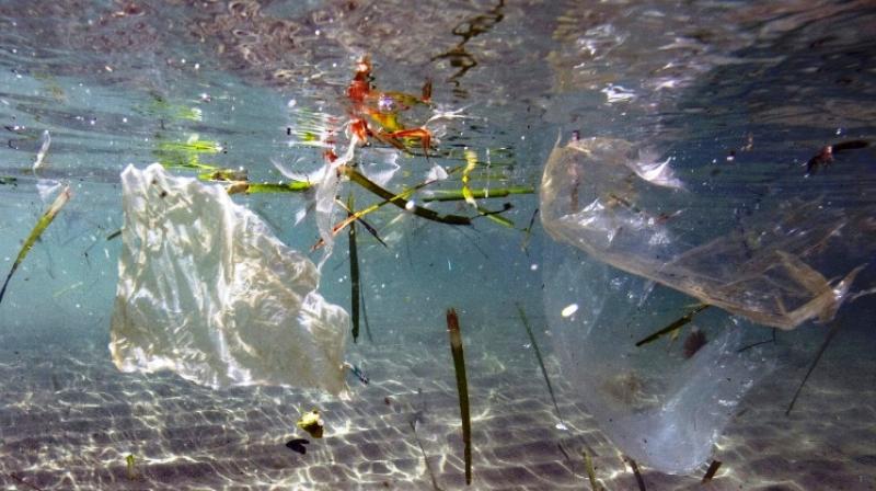 WWF states France as the biggest producer of plastic waste in the Mediterranean