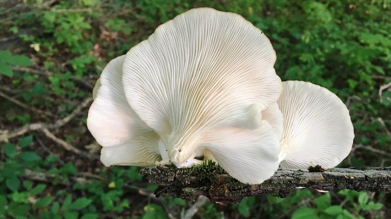 Sun-exposed oyster mushroom beneficial for TB patients