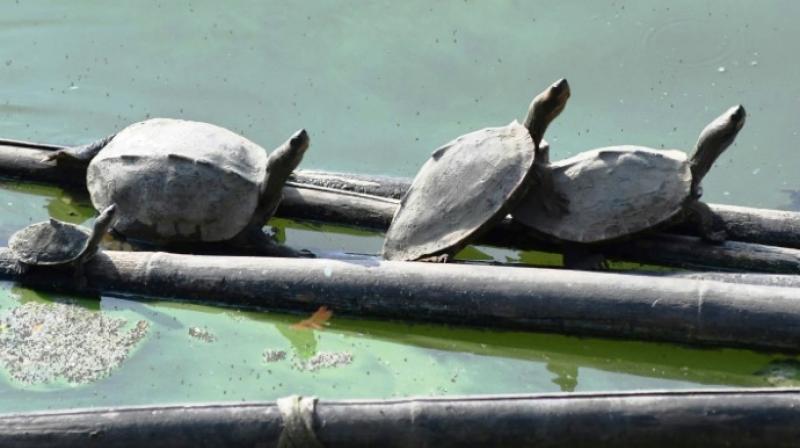 God does exist: \Extinct\ turtles come back to life in this Indian temple